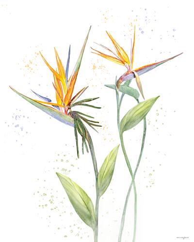 Bird of Paradise Art Print