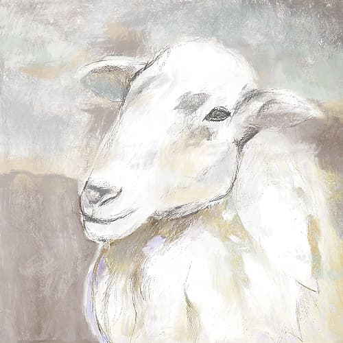 Sheep Portrait Art Print