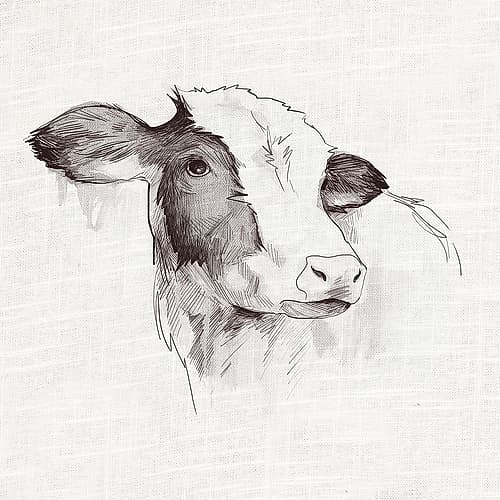 Cow Ink Drawing Art Print