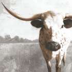 Longhorn Luke Art Print