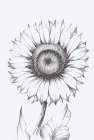 Sunflower Sketch Art Print