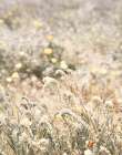 Sweet Vintage Field Art Print