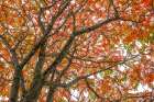 Autumn Leaves In Vibrant Shades Of Red And Orange On Tree Branches Against The Sky. Ontario, Canada Art Print