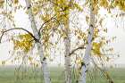 Three Birch Trees With Yellow Leaves Stand In A Foggy Field. Ontario, Canada Art Print