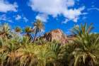 Lush Palm Trees With A Rocky Mountain And Bright Blue Sky In The Background  Ouarzazate, Morocco Art Print