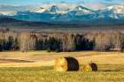 Vast Field With Hay Bales, Trees, And Mountains Under A Clear Blue Sky. West Of Calgary, Canada Art Print