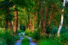 Hiking Trail Through Forest In LUSAtia Saxony Germany During Summer Evening Art Print