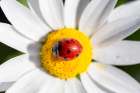 Ladybug On Chamomile Flower Promotes Pollination And Biodiversity Art Print