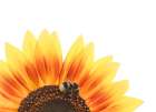 Bumblebee Pollinating Sunflower Macro Close Up In Nature With Copy Space Art Print