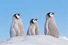Emperor Penguin Chicks Standing Together On Snowy Hill In Antarctica Art Print
