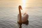 Mute Swan Gliding On Lake Starnberg At Sunset In Bavaria Art Print