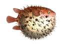 Fish, Fishes, Family Of Porcupinefish, Diodon Orbicularis, Balloonfish, Spiny Ball, Stated. Art Print