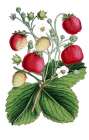 Strawberries, Fragaria, Plant With Ripe Fruits And Flowers, Plant And Flower, Digitally Century. Art Print