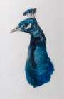 Peacock, Farnley Book Of Birds, Joseph Mallord William Turner, Circa 1816, Art Deco Print