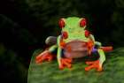 Red Eyed Tree Frog (Agalychnis Callidryas) On Bromeliad (Costa Rica) Art Print