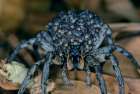 Carolina Wolf Spider (Hogna Carolinensis) With Spiderlings, Florida, USA Art Print