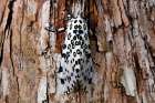 Giant Leopard Moth (Ecpantheria Scribonia) On Bark, Florida Art Print