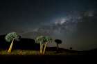 Quiver Trees Or Kokerboom (Aloidendron Dichotomum, Prev Aloe Dichotoma) And Milky Way Galaxy Africa Art Print