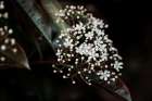 Branch With Cluster Of White Flowers Blooming Against Dark Background Art Print