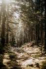 Golden Sunlight Filters Through The Trees On The Appalachian Trail Art Print