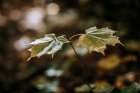 A Close Up Of A Maple Sapling In The Forest In Fall In Maine Art Print