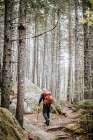 A Hiker Walks Along The Appalachian Trail Through A Pine Forest Art Print