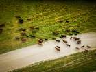 Cows Crossing Dirt Road Art Print