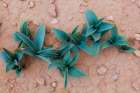 Sea Squill Leaves (Drimia Maritima) Growing In The Desert In Wadi Rum, Jordan. Art Print