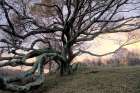 A Gnarled Tree Rests On A Hillside Near The Blue Ridge Parkway In Floyd, Virginia. Art Print
