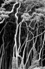 A View Of A Tangled Mass Of Tree Trunks In Halawa Valley On The Pacific Island Of Molokai, Hawaii Art Print