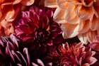 Close Up Of A Bunch Of Dahlias In A Garden In Summer Art Print