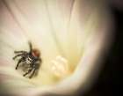 Close-Up Of A Spider Inside A Flower. Art Print