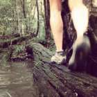 A Hiker Walks Along A Log To Cross A Stream In The Rainforest Queensland Australia Art Print