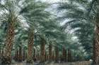 Coachella, Palm Springs California Palm Trees In Summer Art Print
