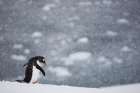 Penguin Walking Alone With Snow Falling. Art Print