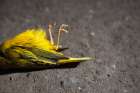 Male Yellow Warbler (Setophaga Petechia) Lies Dead On Side Of A Road Near Crested Butte, Colorado. Art Print