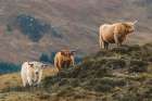 Three Higland Cattle Over Rocks Art Print