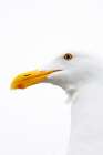 Close-Up Of White Seagull With Water Dripping From Its Beak In SaUSAlito Marina, California. Art Print