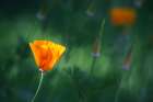 California Poppies (Eschscholzia Californica) Blow In The Wind. Art Print