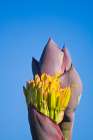 Flower Of A Coastal Century Plant (Agave Shawii) At La Bufadora, Baja California, Mexico. Art Print