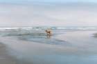 Mix Lab Puppy Running Happily Through The Ocean During Low Tide Art Print