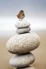 A Small Bird Stands On A Pile Of Round Stones At Shi Shi Beach, Olympic National Park, Washington. Art Print