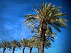 Palm Trees And Blue Sky Art Print
