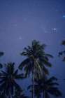 Tropical Coconut Palms Under A Clear Star-Filled Night Sky Art Print by Agita Captures