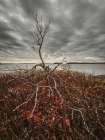 Barren Tree In Late Fall On Cloudy Day Along The Maine Coast Art Print