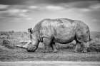Black And White Portrait Of A Grazing Rhinoceros Art Print