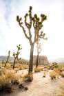 Joshua Tree National Park Art Print