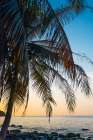 Palm Fronds Over The Sea At Sunset, Haad Na Lay, Koh Kood Art Print by Agita Captures