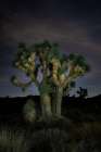 Illuminated Joshua Tree Under Stars In Desert Night Landscape Art Print