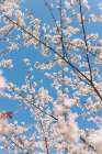 Lots Of Cherry Blossoms On Tree With Blue Sky Above. Art Print